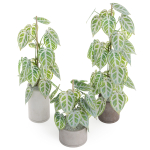 Plants collection 914