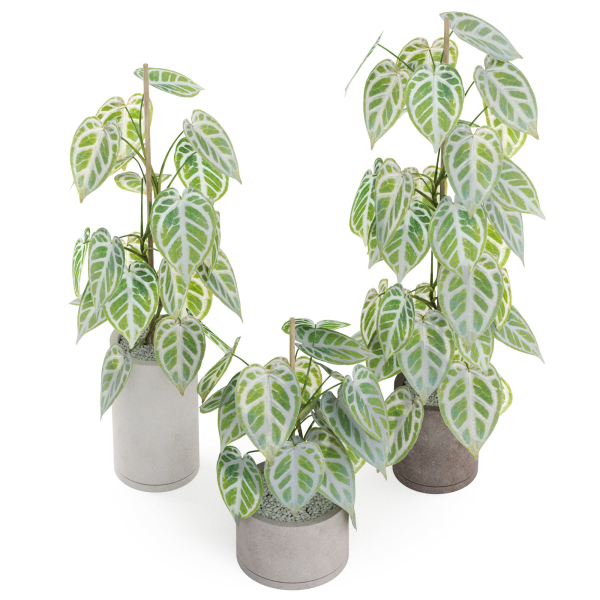 Plants collection 914