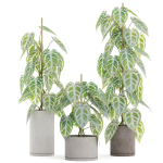 Plants collection 914