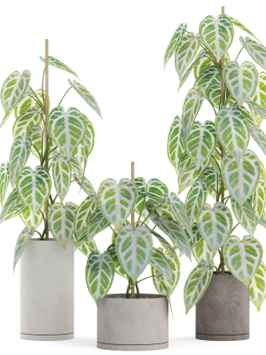 plants-collection-914-3d-model-fda7114aaf
