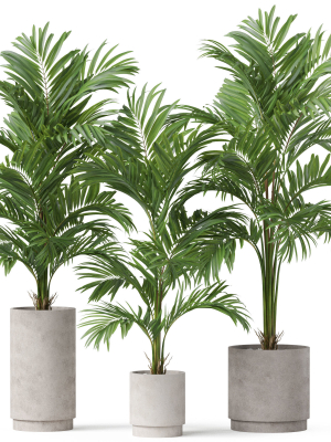 Plants collection 918