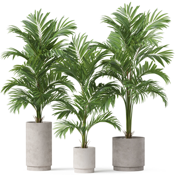 Plants collection 918