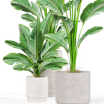 Plants collection 924