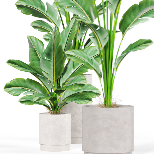 Plants collection 924