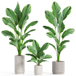 Plants collection 924