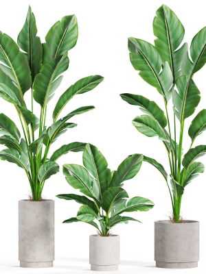 Plants collection 924