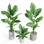 Plants collection 924