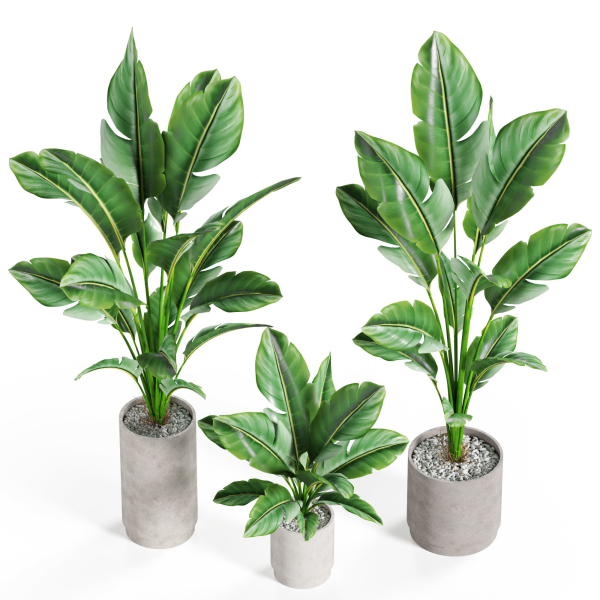 Plants collection 924