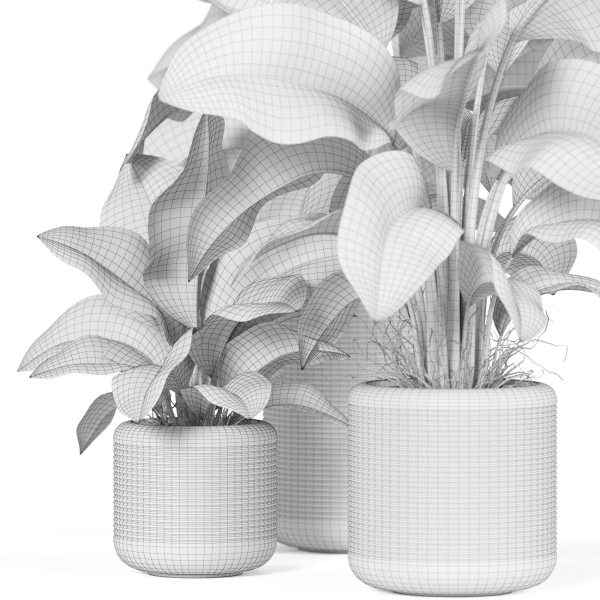 Plants collection 929