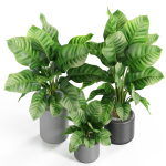 Plants collection 929