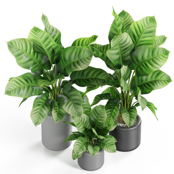 Plants collection 929