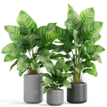 Plants collection 929