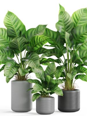 Plants collection 929