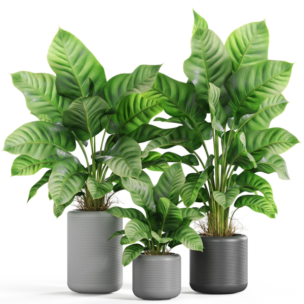 Plants collection 929