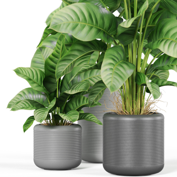 Plants collection 929
