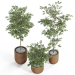 Plants collection 931