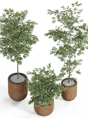 plants-collection-931-3d-model-070f0ad264