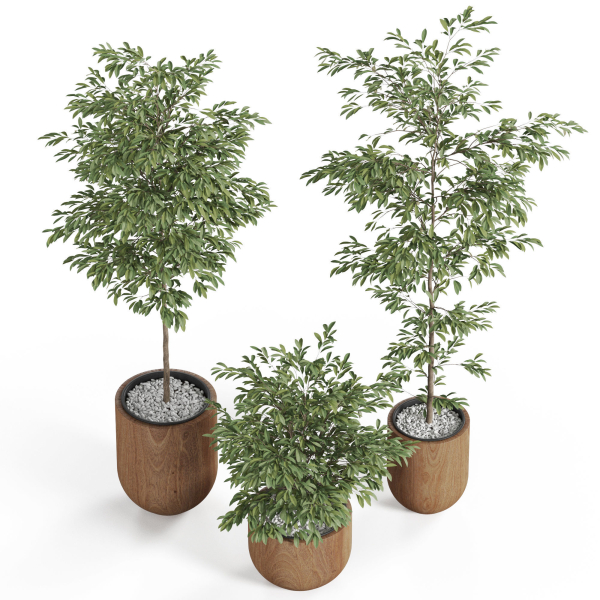 Plants collection 931