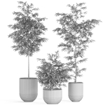 Plants collection 931