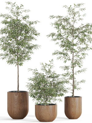 Plants collection 931
