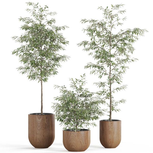Plants collection 931
