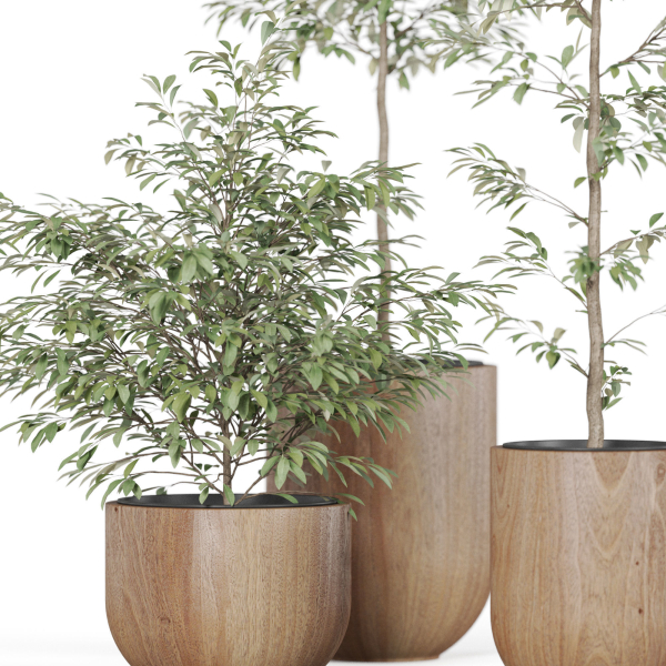 Plants collection 931