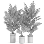 Plants collection 939