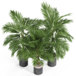 Plants collection 940