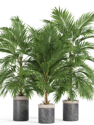 Plants collection 940