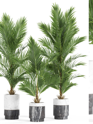 Plants collection 941