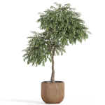 Plants collection 947