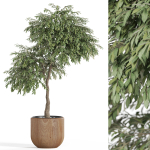 Plants collection 947
