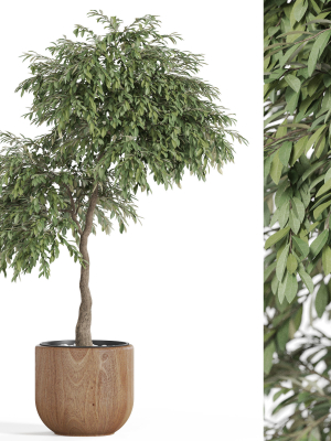 Plants collection 947