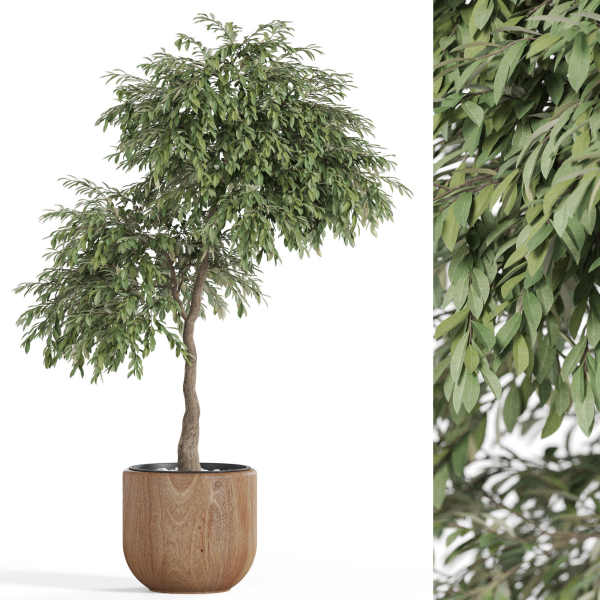 Plants collection 947