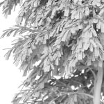 Plants collection 947