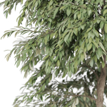 Plants collection 947