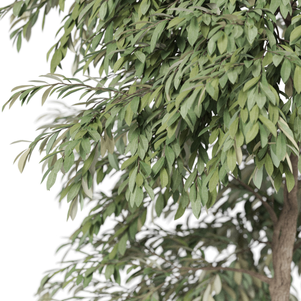 Plants collection 947