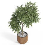 Plants collection 947