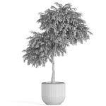 Plants collection 947
