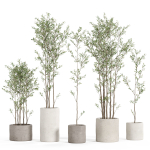 Plants collection 949