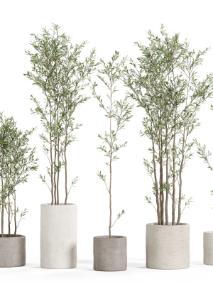 Plants collection 949