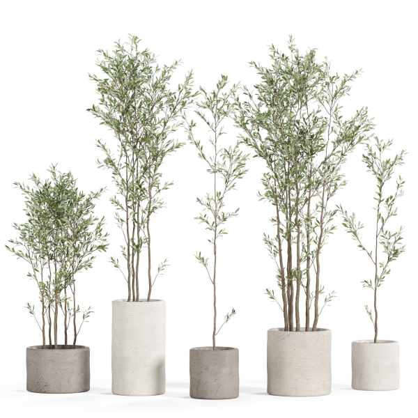 Plants collection 949