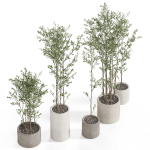 Plants collection 949
