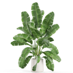 Plants collection 954