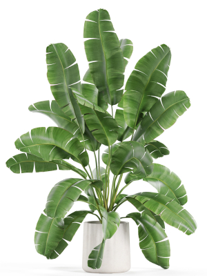 plants-collection-954-3d-model-7cc4eb2833