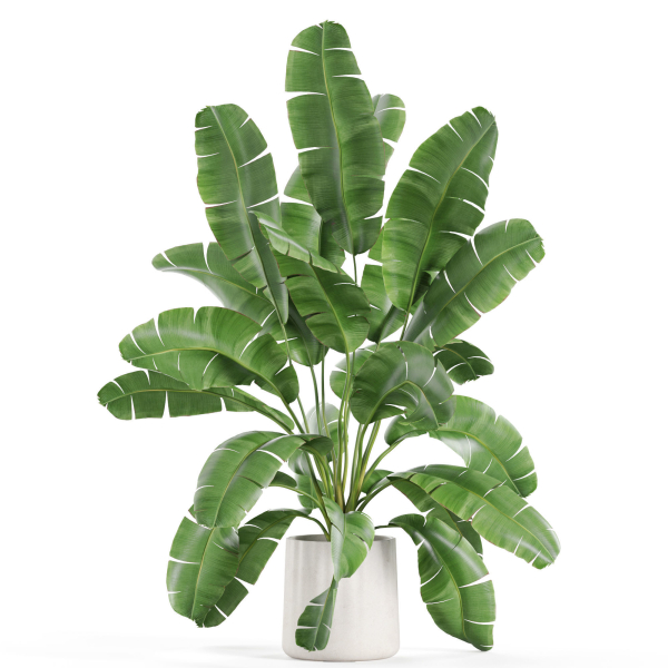 Plants collection 954