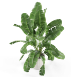 Plants collection 954
