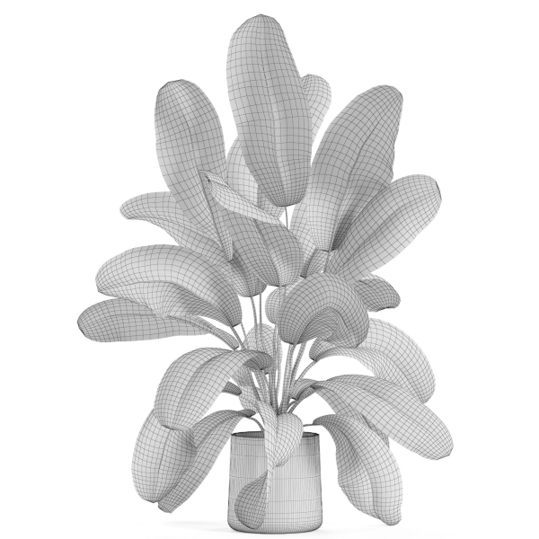 Plants collection 954