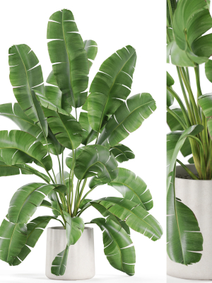 Plants collection 954