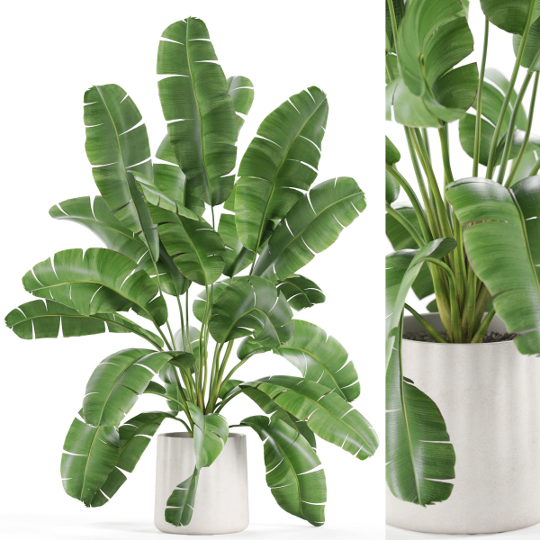 Plants collection 954